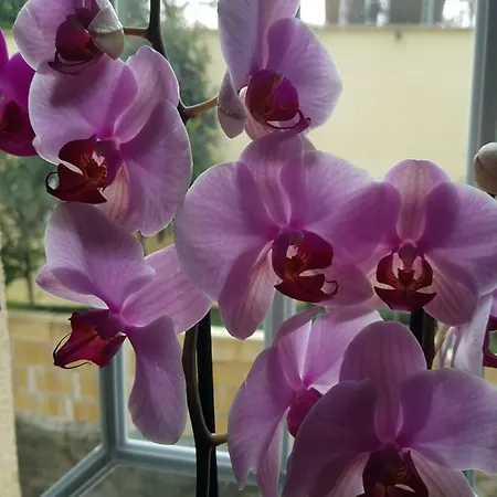 شقة Evmelia كاكوبرتريا