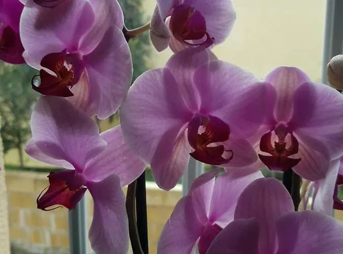 アパート Evmelia カコペトリア