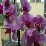 דירה Evmelia קאקופטריה